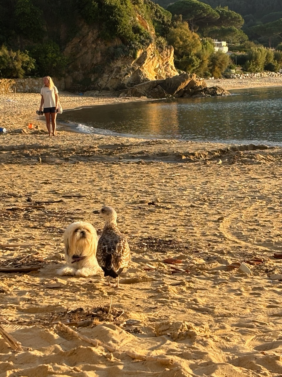 Hek&agrave; sulla spiaggia all'Isola d'Elba
