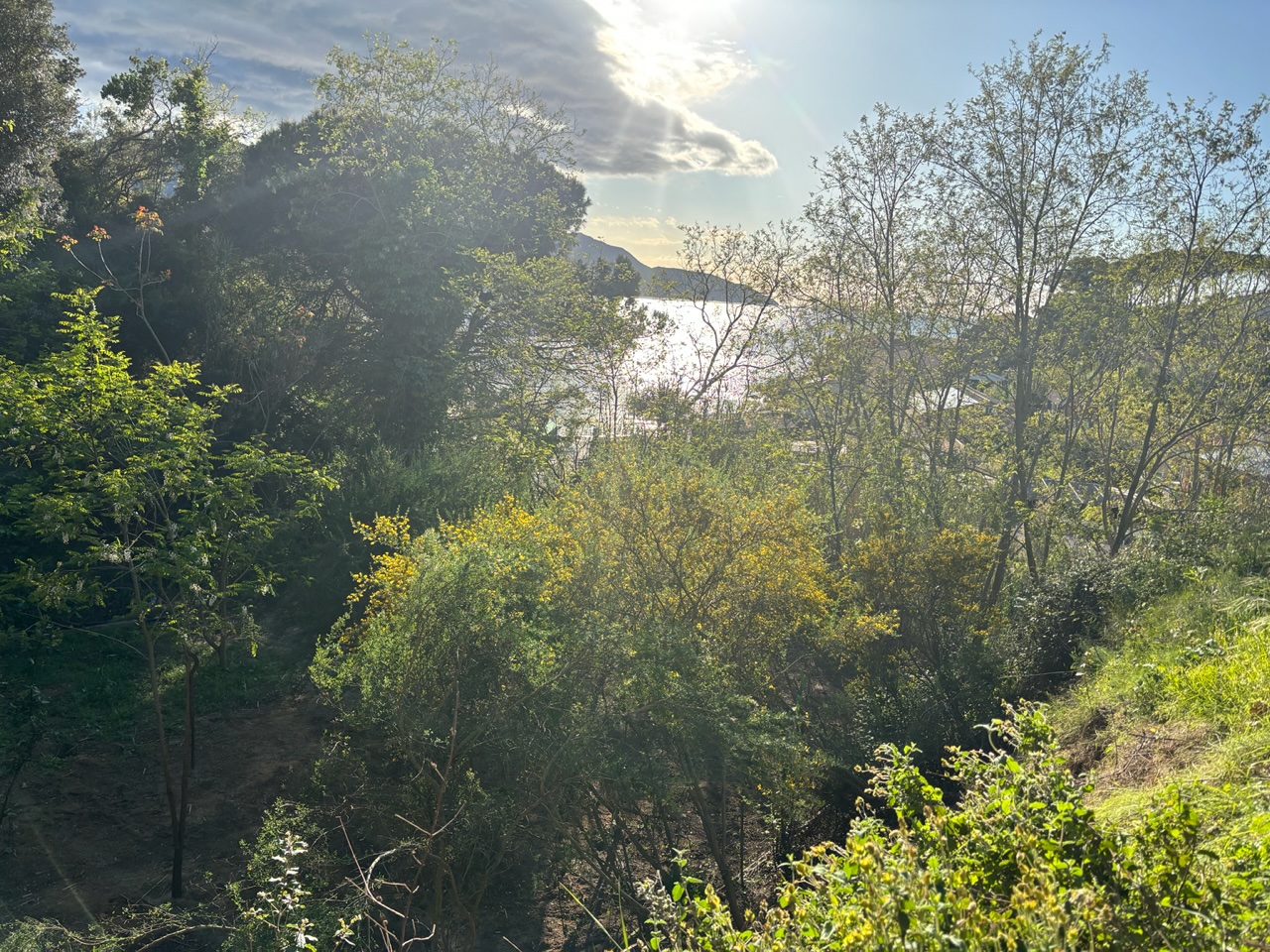 Bosco e mare nella luce dell'Isola d'Elba